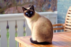 pet-sitting-640x480-69906452.jpeg