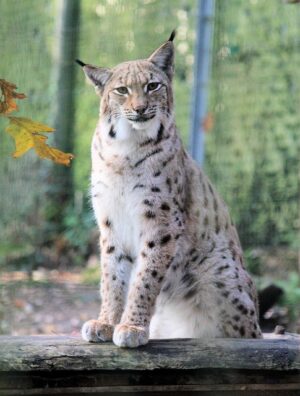 pet-sitting-640x480-78766187.jpeg